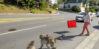 Simon’s Town resident Luana Pasanisi uses a red flag to stop traffic so that the Waterfall baboon troop can safely cross the town's main road.<br>(Photo: Joyrene Kramer)