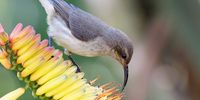 A white-bellied Sunbird sips nectar from a Mountain Aloe. Image Guy Upfold