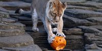  Lioness Luna inspects a pumpkin in her enclosure at Five Sisters Zoo ahead of Halloween on October 29, 2025 in West Calder, Scotland. The Five Sisters Zoo outside Edinburgh is home to more than 160 different species from around the world, including rescued animals. (Photo by Jeff J Mitchell/Getty Images)