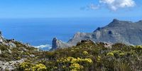  Huge rhino lurking off Hout Bay coastline! Photographer: Martin Fennell, Noordhoek
