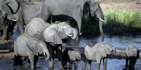 A herd of elephants drinks water in the Shingwedzi River in the Kruger National Park on March 19, 2024 in Skukuza, South Africa. It is reported that population growth, poverty and unemployment has contributed significantly to poaching in the Kruger National Park. (Photo: Gallo Images / Beeld / Deaan