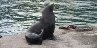 The bliss of a good scratch! Photographer: Gill Lanham