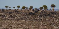 elephant-crossing-karoo