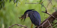 Breakfast for Green-Backed Heron, Kruger Park. Image: Mike Alman