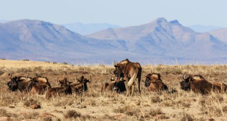 After dodging extinction, will the black wildebeest now fade away to blue?