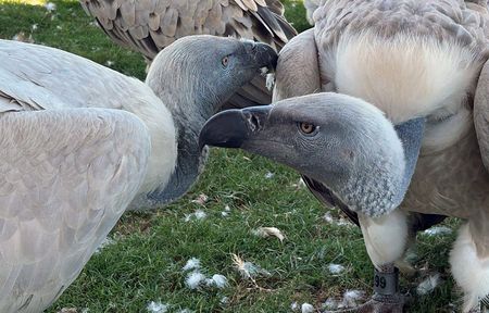 Bonded female Cape vultures reunited at conservation reserve after years apart