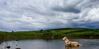 The dog, the dam and the storm. Photographer: Errol Douwes