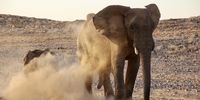 Desert elephants kick up dust. (Photo: Ona Viljoen)