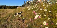 Kim Dröge <br>sniffing out cosmos in Delta Park (Johannesburg)