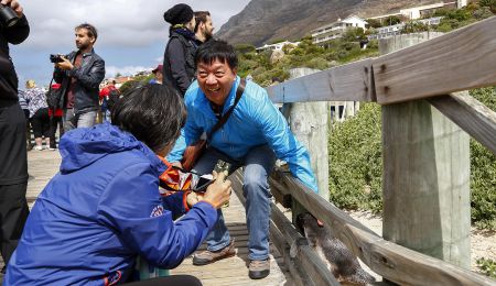 Unregulated tourist interaction with African penguins in Simon’s Town a concern for researchers