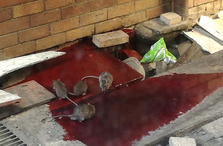 Health coalition highlights squalid conditions in Nelson Mandela Bay hospitals