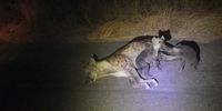 A breastfeeding hyena in Skukuza.