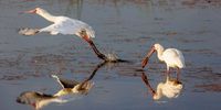 Spoonbills - Sunday morning at Marievale. Photographer: Mark Chertkow