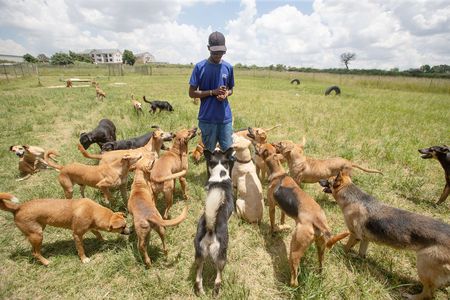 Spike in unlicensed dog breeding in Zimbabwe threatens public safety and health
