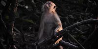 This photograph of a long-tailed macaque, also known as the crab-eating macaque, was taken in the mangrove forest of Kuala Gula, Perak. I went there one evening, hoping to photograph birds or snakes, when I saw a group of macaques foraging in the mud for their last meal of the day. A ray of light from the sunset fell on this macaque just as it looked up. I felt it looked like a gesture of hope for the future.© Yoganathan Yoke, Malaysia, Winner, National Awards, 2021 Sony World Photography Awards