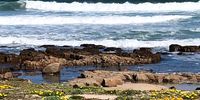 Spring in Gouritsmond Western Cape.