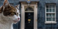 Larry, the Downing Street cat, a brown and white tabby re-homed from Battersea Dogs and Cats Home, outside 10 Downing Street in London, UK, on Wednesday, June 8, 2022. The prime minister's battle to retain the leadership of the UKs ruling Conservatives had raised questions about whether he would be forced to abandon some of his more controversial policies. Photographer: Chris J. Ratcliffe/Bloomberg via Getty Images