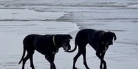 Beach Dogs, Grotto Beach, Hermanus. Photographer: Christine Coates