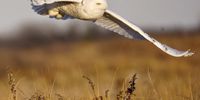 Snowy Owl in Flight. Photographer: Chagai Zamir