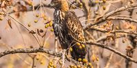 Crested hawk eagle. Photographer: Dr Ranjan Sakar