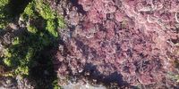 Low tide colours at Queensberry  Bay..near Easr London
