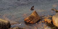 Black oystercatcher takeoff. Photographer: Farrel Hellig</p>
<p>P4U_readersubmission_20250411