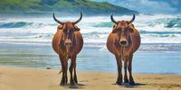 Transkei wild coast, Coffee bay beach Nguni pair