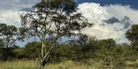 Thunderstorms building. Photographer: Ebbe Rabie