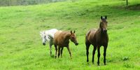 Misty morning pasture. Photographer: Peter Vos<br>