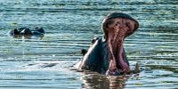 Delta hippos are the lords of the thousands of meandering channels. (Photo: Don Pinnock) 