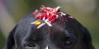 An adorned dog of the Nepalese Army during dog worship day, as part of the Tihar festival in Kathmandu, Nepal, 03 November 2021. The Tihar festival is the second major festival for Nepalese Hindus and this year is held for five days, begining on 03 November 2021. During the festival people worship crows, considered to be messengers of human beings; cows, considered as incarnations of lord Laxmi (the god of wealth); and dogs, repaying the love towards man's 'best friend'.  EPA-EFE/NARENDRA SHRESTHA