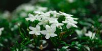 Jasmine (Image Unsplash)