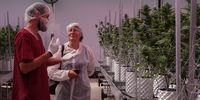 karoo-medicinal-cannabis
