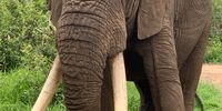  Ezulwini, Tusker in our camp, Ecotraining Pridelands. Image: Christina Coates
