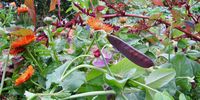 Thinking beyond monoculture to a garden mix that might include calendula, purple peas and amaranthus. (Photo: Nikki Brighton)