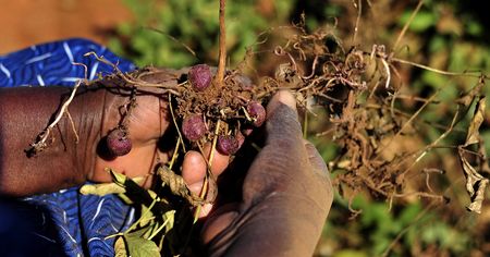 Village farmers count the costs after La Niña rains wreak havoc