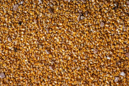 South Africa’s Corn-Export Forecast Raised in Boon for Neighbours
