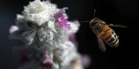 SAN ANSELMO, CALIFORNIA - MAY 16: A honeybee flies next to a lamb's ear plant on May 16, 2021 in San Anselmo, California. California Gov. Gavin Newsom unveiled his ambitious $267.8 billion budget proposal this week that includes a record $11 billion towards environmental related causes. The budget includes funding to create a habitat for threatened bees that play a vital role in pollinating the state's crops. (Photo by Justin Sullivan/Getty Images)
