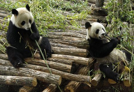 Panda-monium: Why Canada gets two breeding pandas, and South Africa doesn't