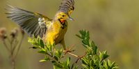 Cape longclaw landing on a bush. Photographer: Boshoff Steenekamp</p>
<p>P4U_readersubmission_20250704a