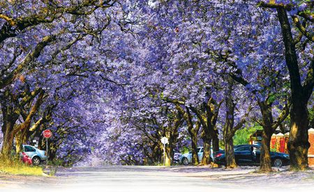 How Pretoria and Joburg's jacarandas are blooming earlier due to global heating