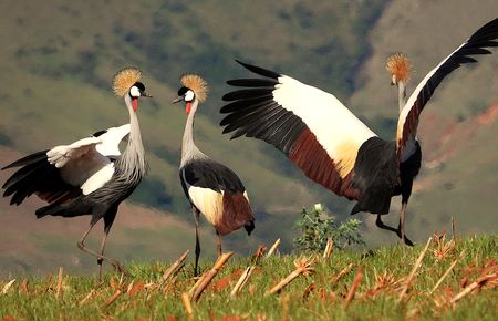 The enigmatic journey of cranes: Nature's majestic messengers and their struggle for survival