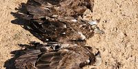 Some of the 100 vultures poisoned at Lionspruit Game Reserve.  (Photo: Wild and Free / VulPro)