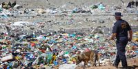 The Police K9 search and rescue comb through the Vredenburg Landfill site. Six-year-old Joslin Smith of Saldanha Bay has been missing since the 19th February. 05 March 2024. (Photo: Shelley Christians) Keywords: Dump, tip, land fill. Trash.