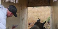 The Sabi Sand Nature Reserve manager gives a crated rhino an encouraging tap to leave the crate for the temporary boma area. (Photo: Kim Lesters)