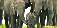 Elephant baby and family. (Photo: Francis Garrard)