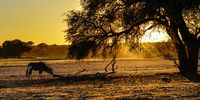 Kgalagadi Sunrise with Gemsbok in the Aoub River Bed. Photographer: Neville Lance