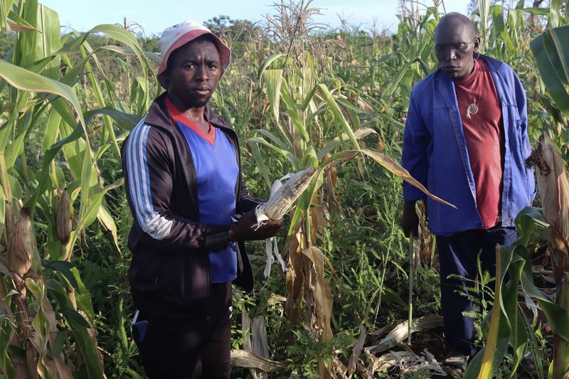 The fence that isn’t — wildlife, disease and neglect on the SA-Eswatini border