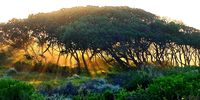 Thomas Berry and the forgotten language of the living Earth