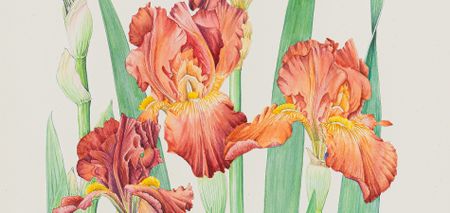 Rare botanical art and new contemporary paintings among highlights of Strauss & Co’s June sale